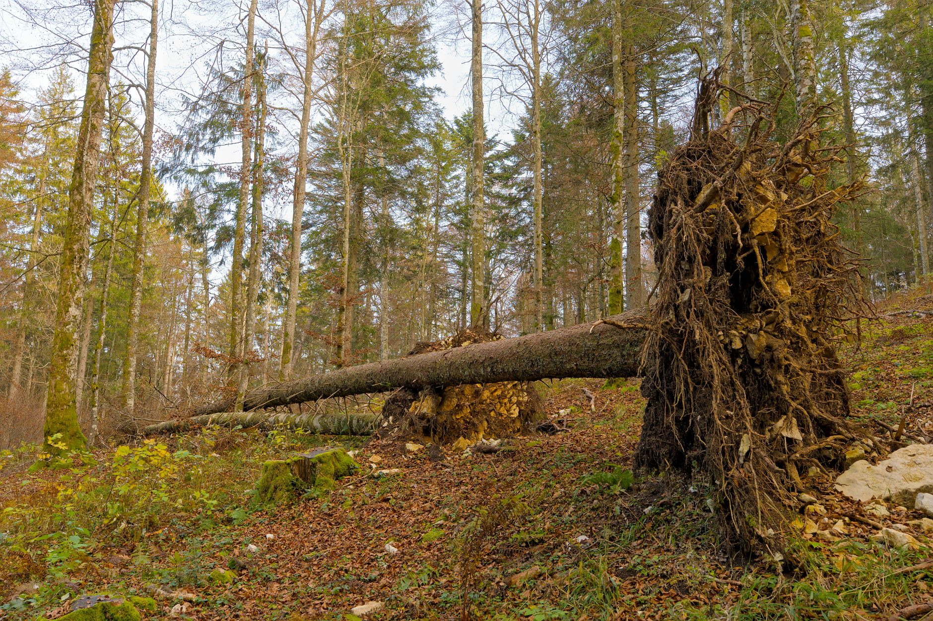 Enlèvement arbre urgence à Agen